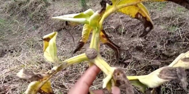 mengatasi jamur porang